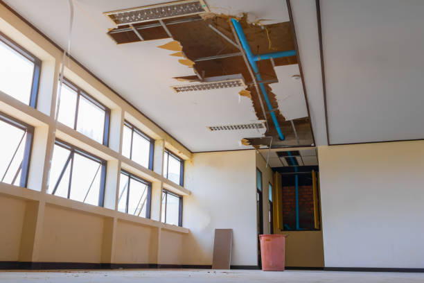 Best Mold removal after water damage  in Montrose, MI